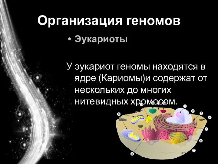 Организация геномов Эукариоты У эукариот геномы находятся в ядре (Кариомы)и содержат