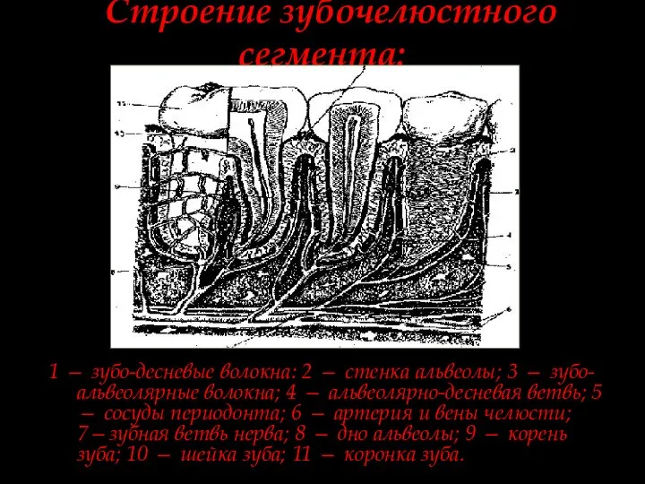 Строение зубочелюстного сегмента: 1 — зубо-десневые волокна: 2 — стенка альвеолы;