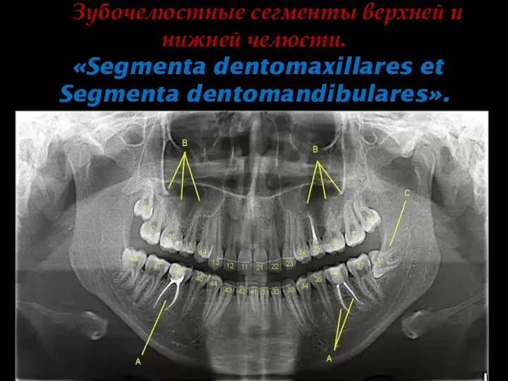 Зубочелюстные сегменты верхней и нижней челюсти. «Segmenta dentomaxillares et Segmenta dentomandibulares».