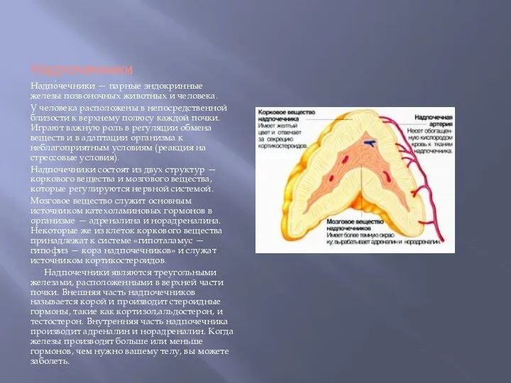 Надпочечники Надпо́чечники — парные эндокринные железы позвоночных животных и человека. У