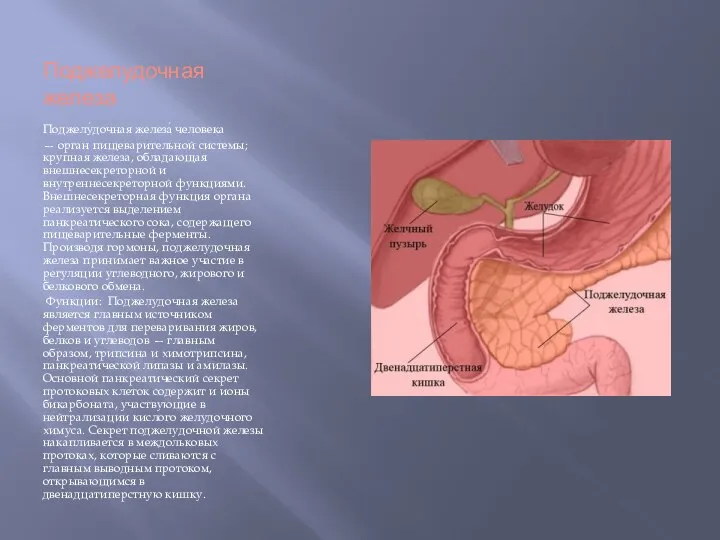 Поджелудочная железа Поджелу́дочная железа́ человека — орган пищеварительной системы; крупная железа,