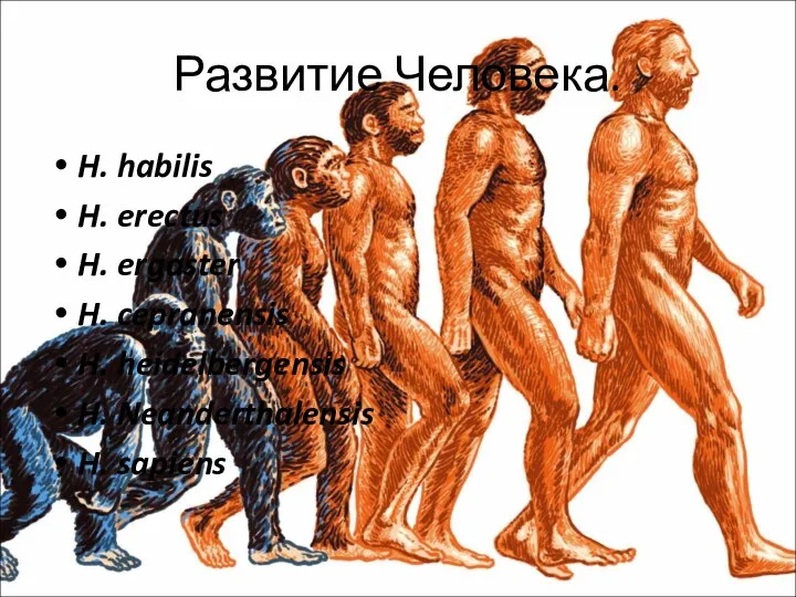 Развитие Человека. H. habilis H. erectus H. ergaster H. cepranensis H. heidelbergensis H. Neanderthalensis H. sapiens