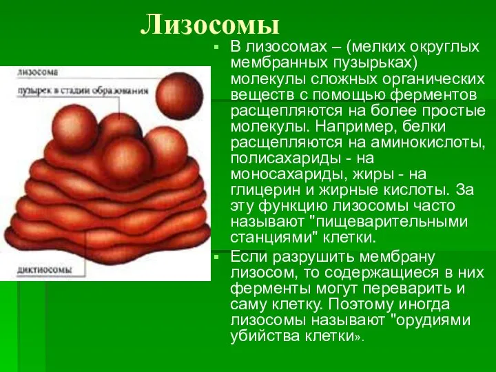 Лизосомы В лизосомах – (мелких округлых мембранных пузырьках) молекулы сложных органических
