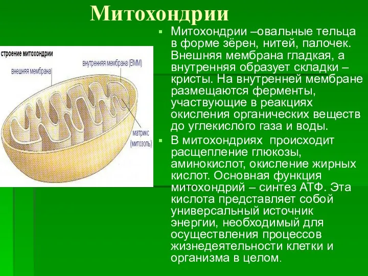 Митохондрии Митохондрии –овальные тельца в форме зёрен, нитей, палочек. Внешняя мембрана