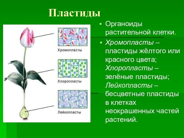 Пластиды Органоиды растительной клетки. Хромопласты – пластиды жёлтого или красного цвета;