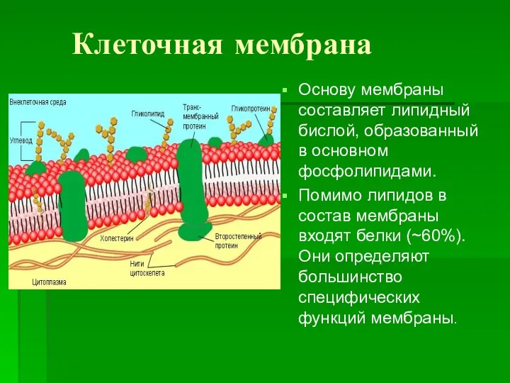 Клеточная мембрана Основу мембраны составляет липидный бислой, образованный в основном фосфолипидами.