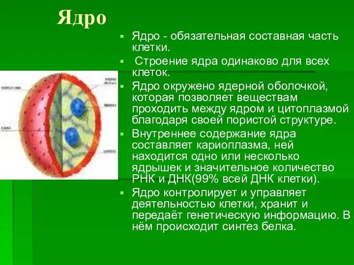 Ядро Ядро - обязательная составная часть клетки. Строение ядра одинаково для