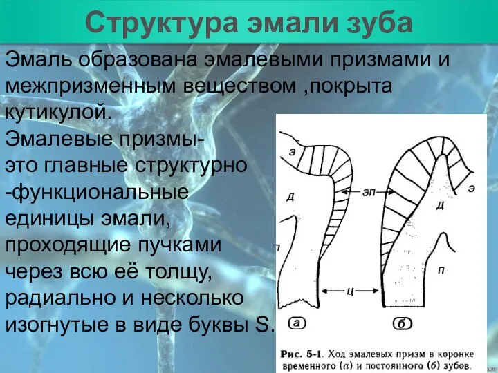 План Структура эмали зуба Эмаль образована эмалевыми призмами и межпризменным веществом