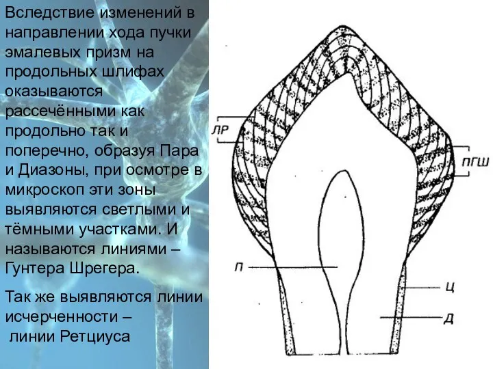 План Вследствие изменений в направлении хода пучки эмалевых призм на продольных