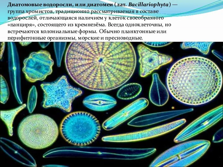 Диатомовые водоросли, или диатомеи (лат. Bacillariophyta) — группа хромистов, традиционно рассматриваемая