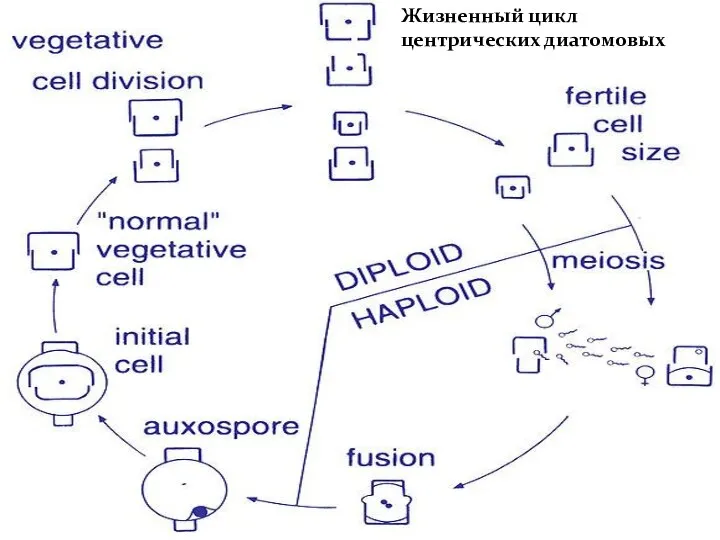 Жизненный цикл центрических диатомовых