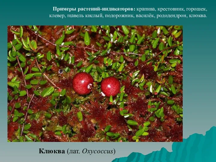 Примеры растений-индикаторов: крапива, крестовник, горошек, клевер, щавель кислый, подорожник, василёк, рододендрон, клюква. Клюква (лат. Oxycoccus)