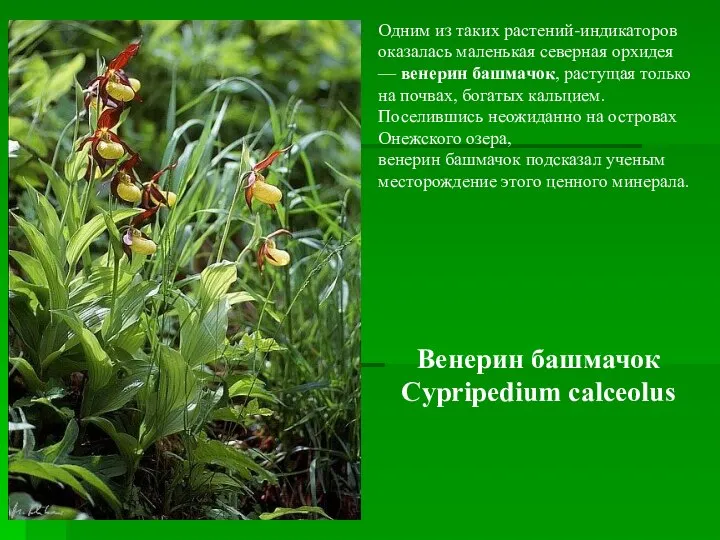 Одним из таких растений-индикаторов оказалась маленькая северная орхидея — венерин башмачок,