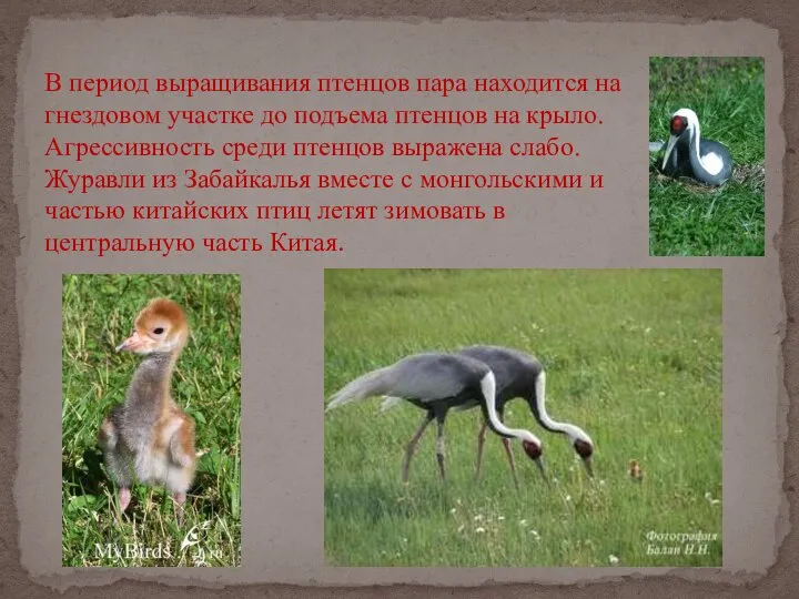 В период выращивания птенцов пара находится на гнездовом участке до подъема