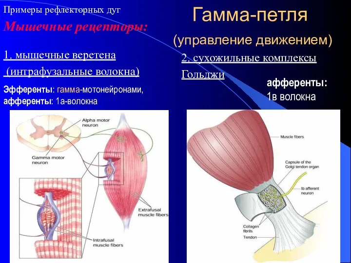 Гамма-петля (управление движением) 1. мышечные веретена (интрафузальные волокна) Эфференты: гамма-мотонейронами, афференты: