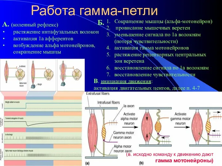 Работа гамма-петли А. (коленный рефлекс) растяжение интафузальных волокон активация 1а афферентов