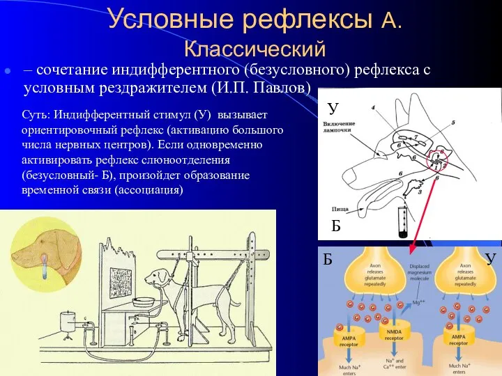 Условные рефлексы А.Классический – сочетание индифферентного (безусловного) рефлекса с условным рездражителем