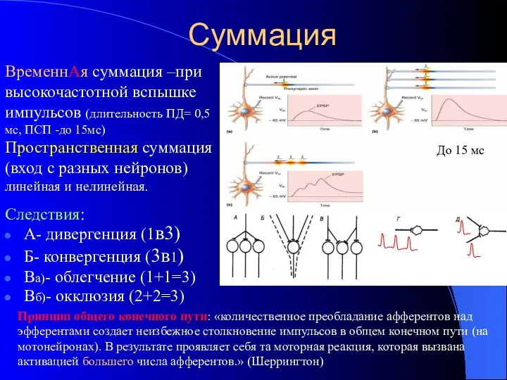 Суммация Следствия: А- дивергенция (1в3) Б- конвергенция (3в1) Ва)- облегчение (1+1=3)