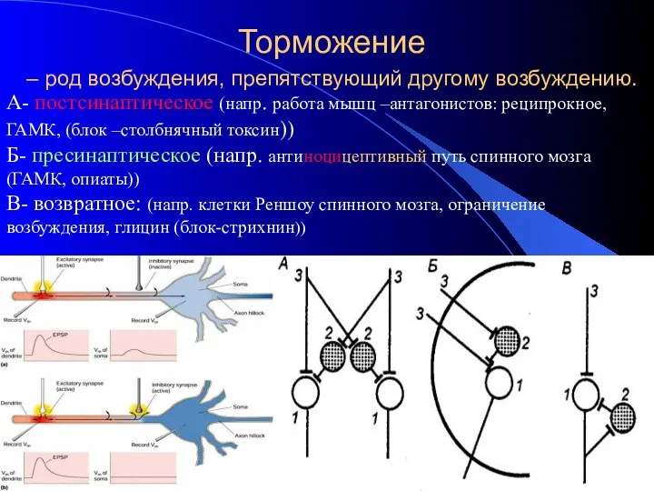 Торможение – род возбуждения, препятствующий другому возбуждению. А- постсинаптическое (напр. работа