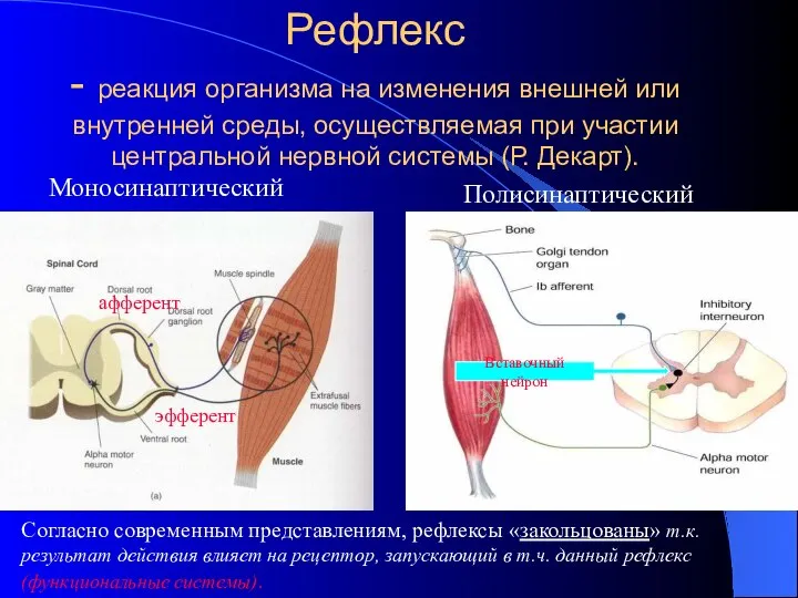 Рефлекс - реакция организма на изменения внешней или внутренней среды, осуществляемая