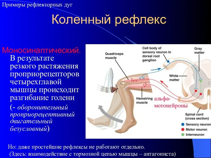 Коленный рефлекс Моносинаптический. В результате резкого растяжения проприорецепторов четырехглавой мышцы происходит