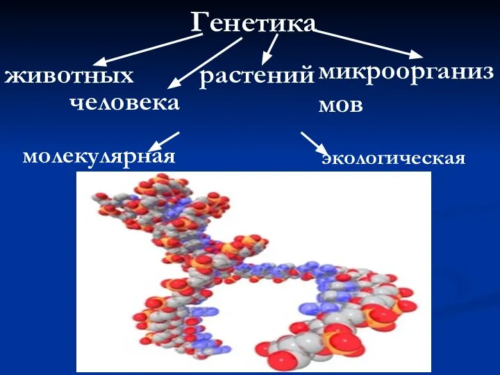 Генетика животных человека растений микроорганизмов молекулярная экологическая