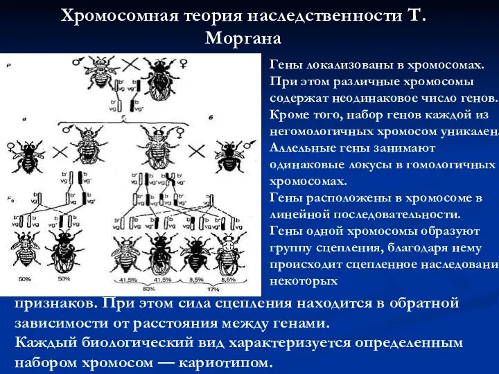 Хромосомная теория наследственности Т. Моргана Гены локализованы в хромосомах. При этом