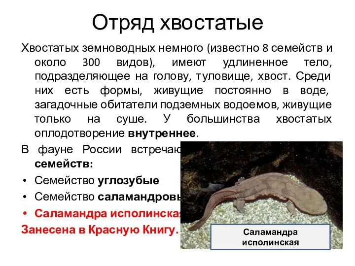 Отряд хвостатые Хвостатых земноводных немного (известно 8 семейств и около 300