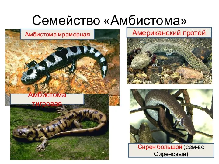 Семейство «Амбистома» Амбистома мраморная Амбистома тигровая Амбистома мраморная Американский протей Сирен большой (сем-во Сиреновые)