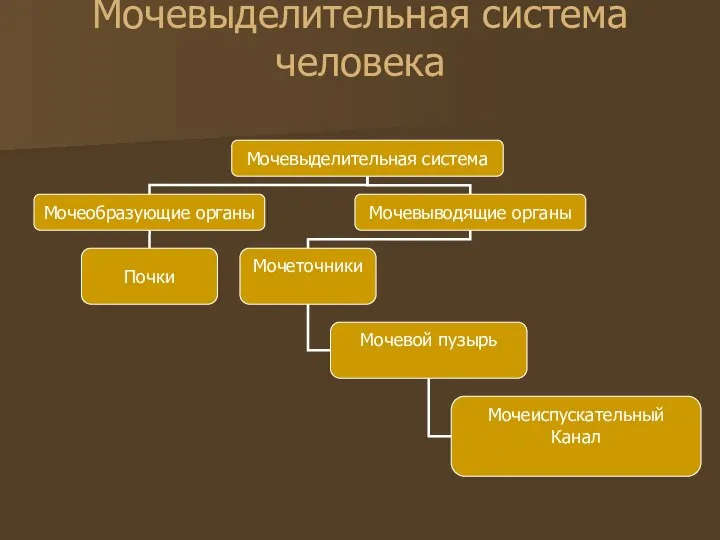 Мочевыделительная система человека