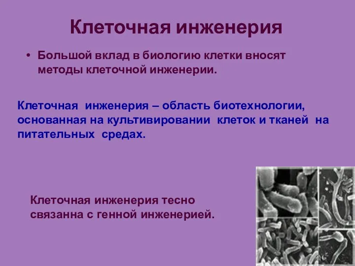 Клеточная инженерия Большой вклад в биологию клетки вносят методы клеточной инженерии.