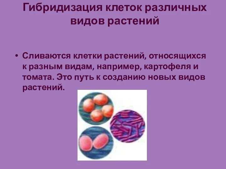 Гибридизация клеток различных видов растений Сливаются клетки растений, относящихся к разным