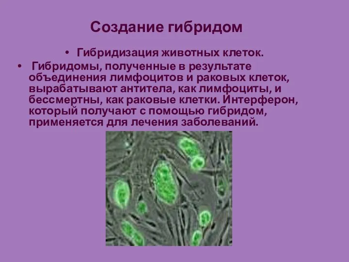 Создание гибридом Гибридизация животных клеток. Гибридомы, полученные в результате объединения лимфоцитов
