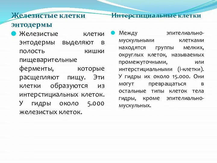 Железистые клетки энтодермы Интерстициальные клетки Железистые клетки энтодермы выделяют в полость