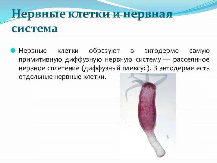 Нервные клетки и нервная система Нервные клетки образуют в эктодерме самую