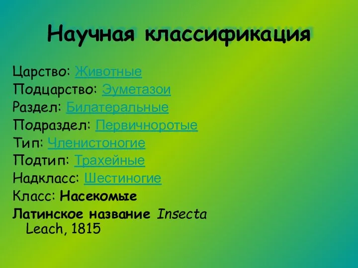 Научная классификация Царство: Животные Подцарство: Эуметазои Раздел: Билатеральные Подраздел: Первичноротые Тип: