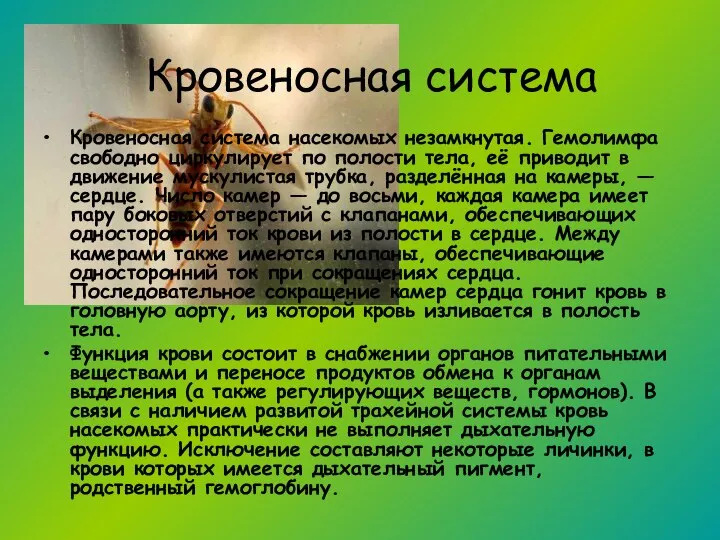 Кровеносная система насекомых незамкнутая. Гемолимфа свободно циркулирует по полости тела, её