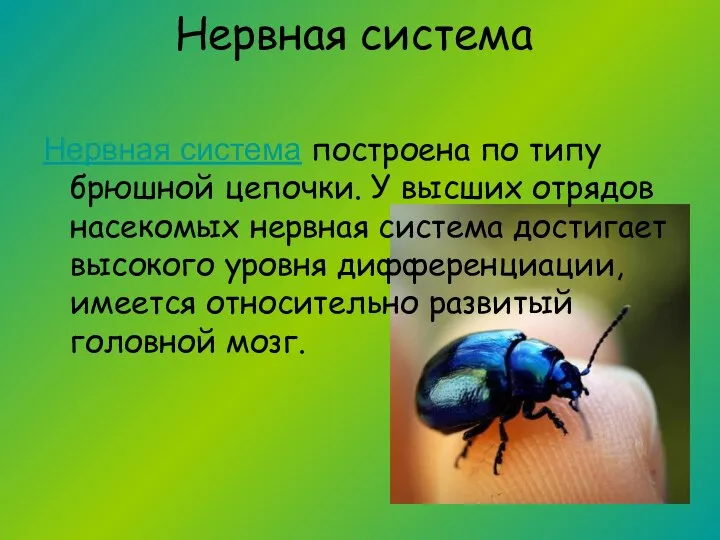 Нервная система Нервная система построена по типу брюшной цепочки. У высших