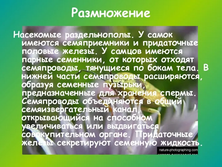 Размножение Насекомые раздельнополы. У самок имеются семяприемники и придаточные половые железы.