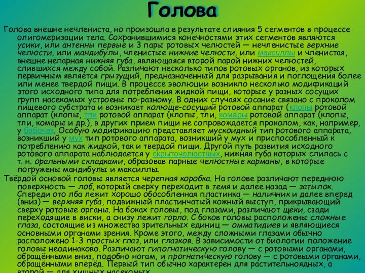 Голова Голова внешне нечлениста, но произошла в результате слияния 5 сегментов