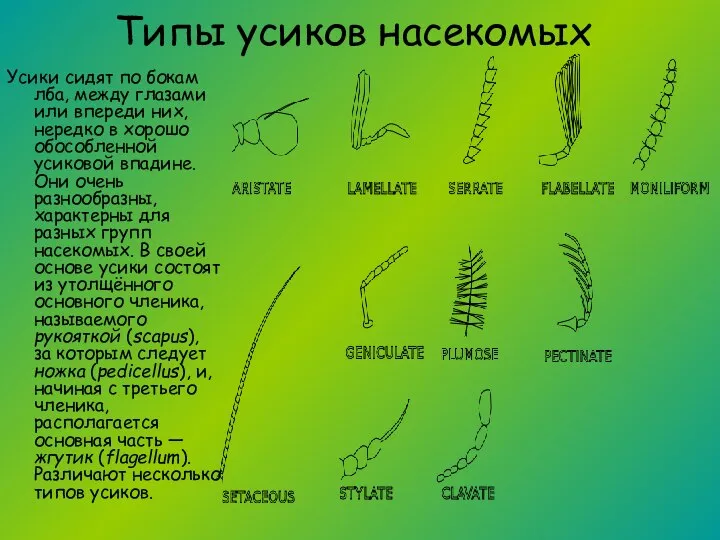 Типы усиков насекомых Усики сидят по бокам лба, между глазами или