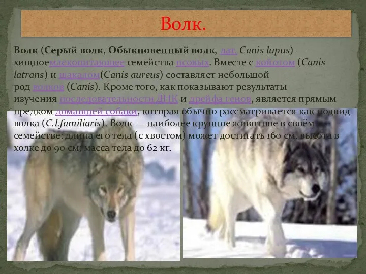 Волк (Серый волк, Обыкновенный волк, лат. Canis lupus) — хищноемлекопитающее семейства