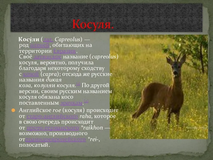 Косу́ли (лат. Capreolus) — род оленей, обитающих на территории Евразии.Своё латинское