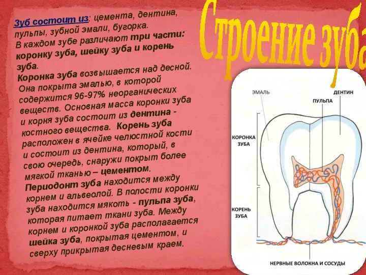 Зуб состоит из: цемента, дентина, пульпы, зубной эмали, бугорка. В каждом