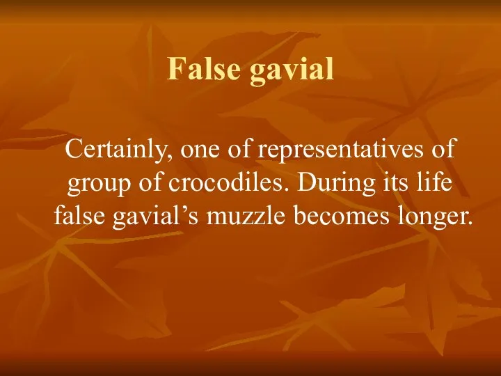 False gavial Certainly, one of representatives of group of crocodiles. During