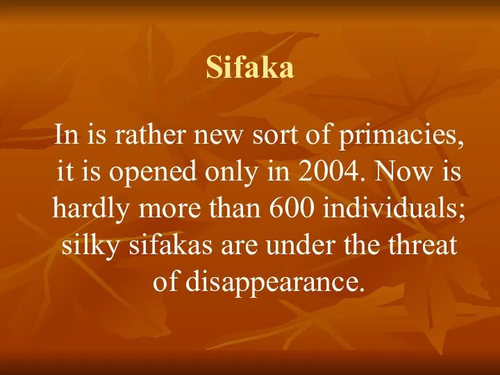 Sifaka In is rather new sort of primacies, it is opened