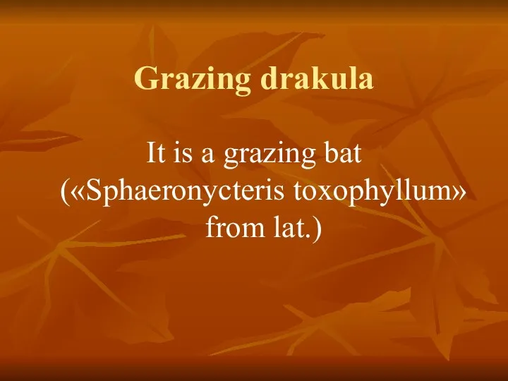 Grazing drakula It is a grazing bat («Sphaeronycteris toxophyllum» from lat.)