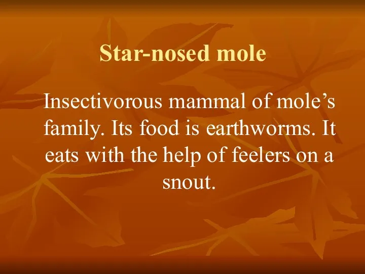 Star-nosed mole Insectivorous mammal of mole’s family. Its food is earthworms.