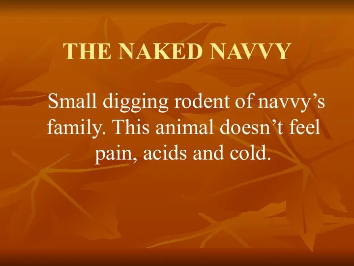 THE NAKED NAVVY Small digging rodent of navvy’s family. This animal
