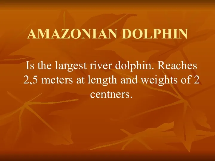 AMAZONIAN DOLPHIN Is the largest river dolphin. Reaches 2,5 meters at